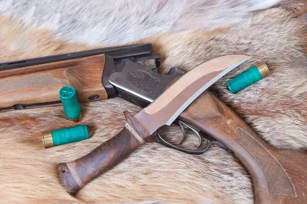 hunting gun and  knife lay on the skin of a Fox