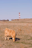 kuh-und-handy-tower.jpg?b=1&s=170x170&k=20&c=IWdqjoKoOm2ZYW2IcKiXcbikdNZGpOq0OvBwfew3vt0=