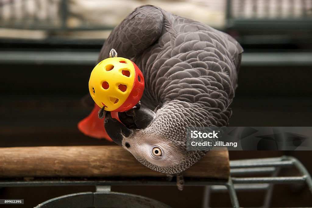 African Grey Playing  Toy Stock Photo