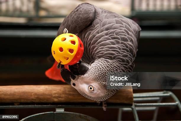African Grey Playing Stock Photo - Download Image Now - Toy, Parrot, African Grey Parrot