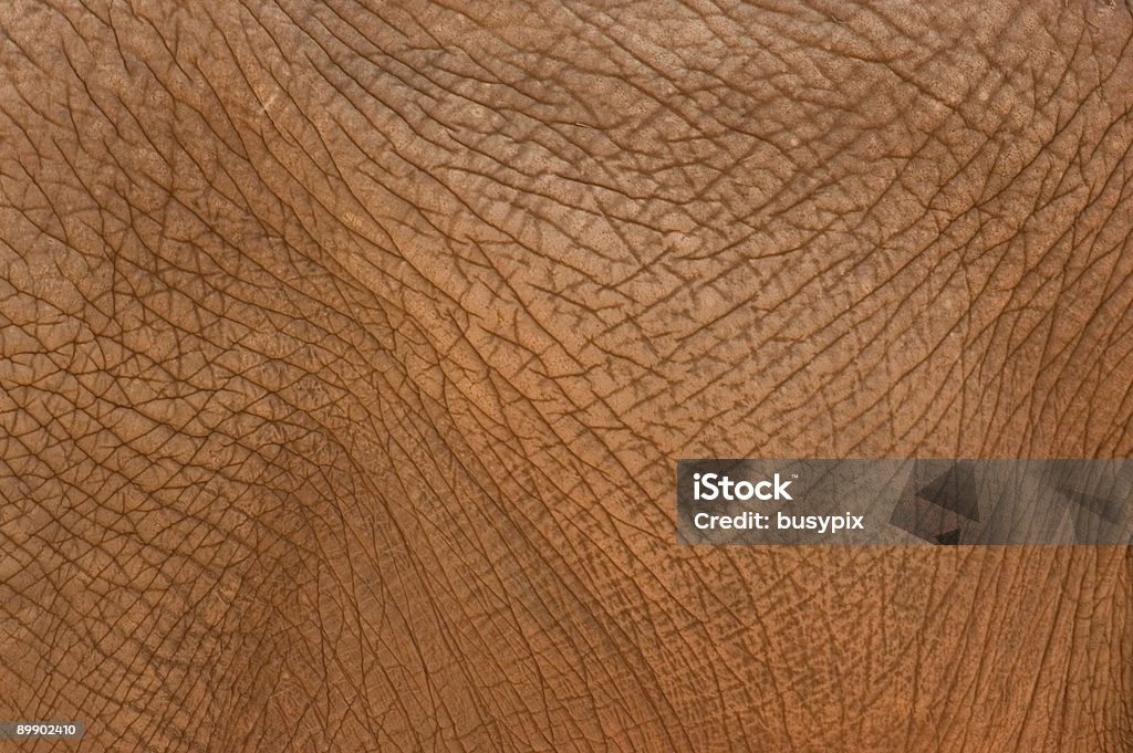 Peau d'éléphant - Photo de Abstrait libre de droits