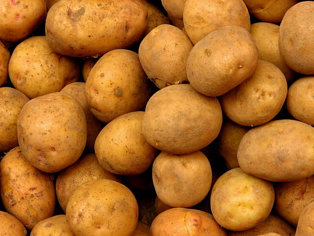 Batatas - fotografia de stock