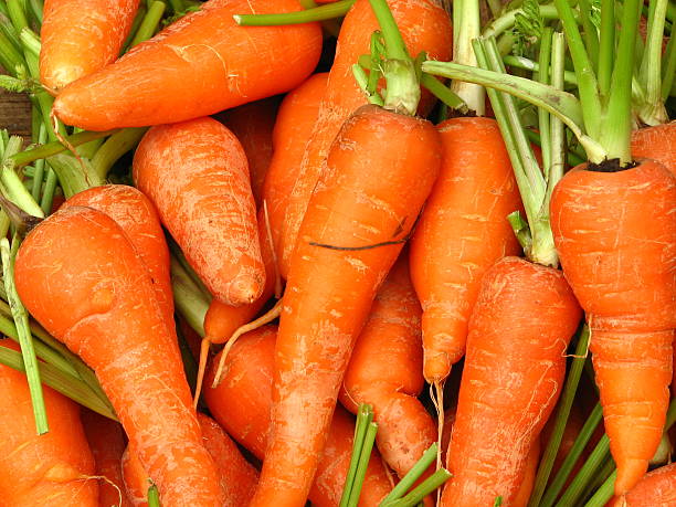 Carrots stock photo