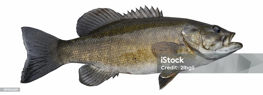 Smallmouth Bass  Bronze Colored Stock Photo