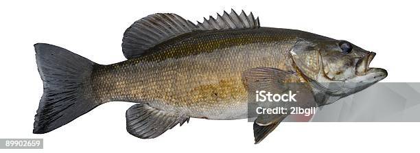 Smallmouth Bass - Fotografias de stock e mais imagens de Bronze - Cores - Bronze - Cores, Fotografia - Imagem, Horizontal