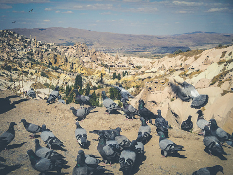 pigeons in rural mountain landscape, cappadocia, Turkey