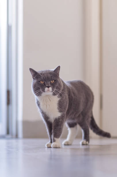 istock Gray British shorthair cats, indoors 899027250