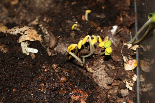 istock Seedlings sprouting out of a compost pile, likely squash or cucumber seedlings 899027542