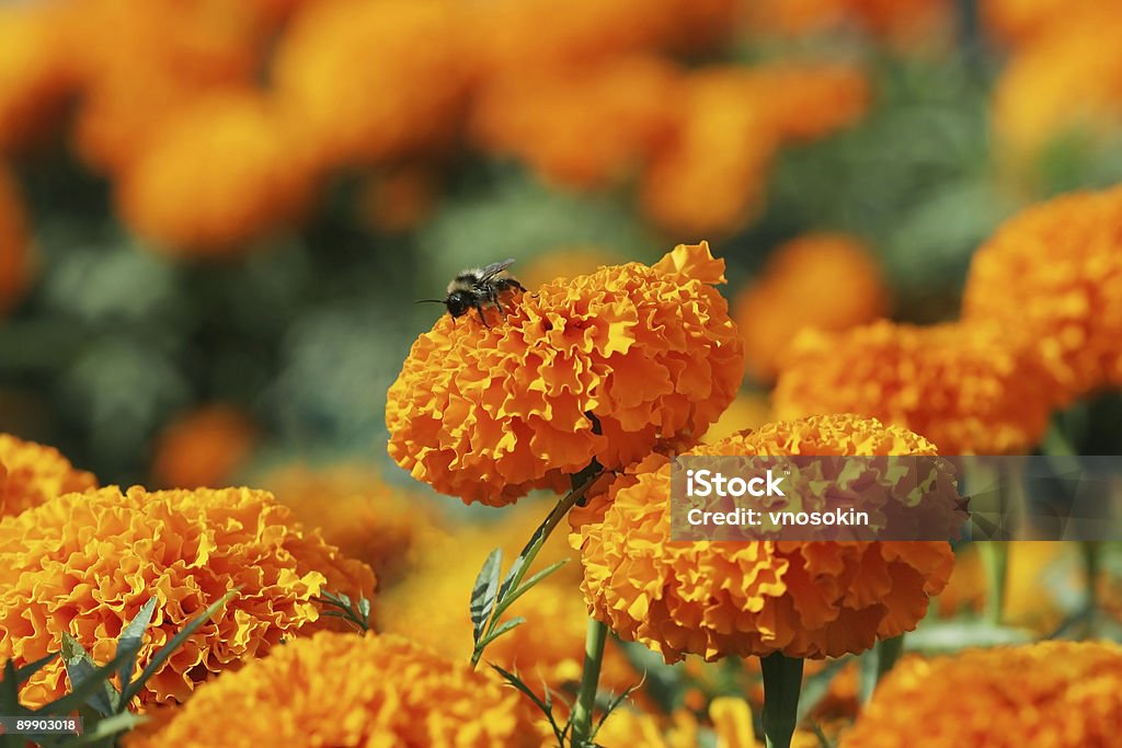 Оранжевый marigolds с Пчела - Стоковые фото Пчела роялти-фри