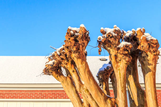Winterized Snow Capped Crape Myrtle in Montgomery, Alabama stock photo