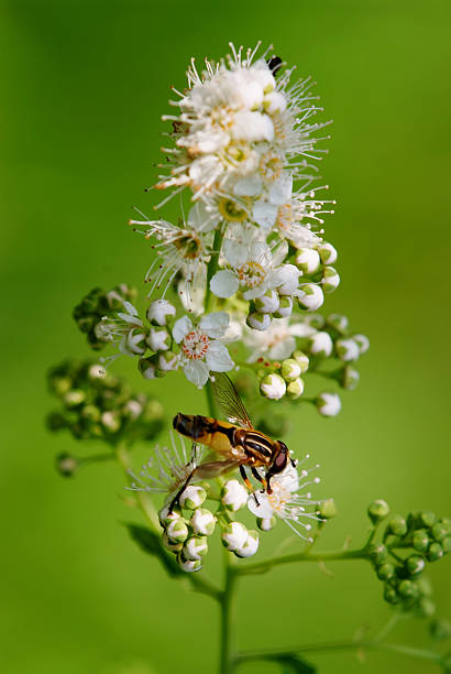 istock pollination of flowers by fly 89903336