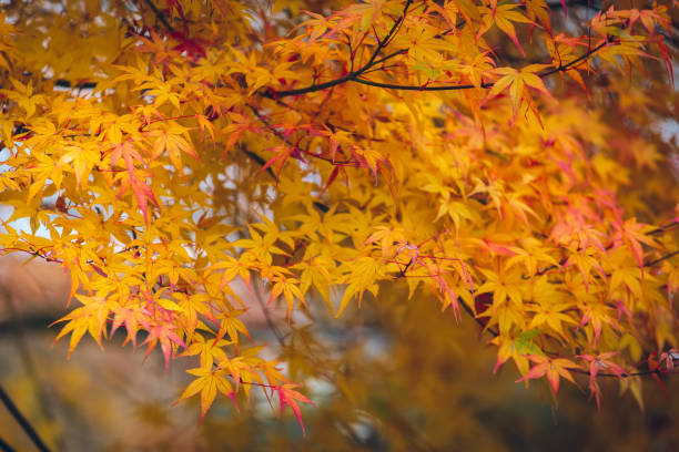 istock Autumnal maple leaves in blurred background 899035618