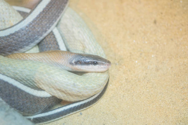 istock Closeup snake curl up on sand ground textured background with copy space 899036136