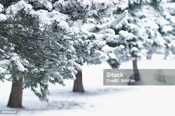 Photo libre de droit de Des Sapins banque d'images et plus d'images libres de droit de Neige - Neige, Ville - Milieu urbain, Aiguille - Partie d'une plante