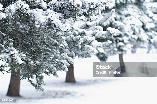 Árvores De Abeto - Fotografias de stock e mais imagens de Cidade - Cidade, Neve, A nevar