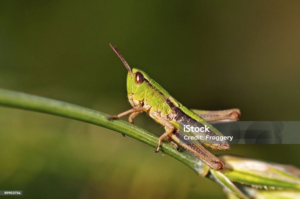 gafanhoto - Foto de stock de Animal royalty-free