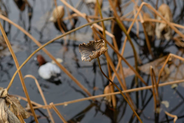 istock Duck swimming in lotus pond 899038954