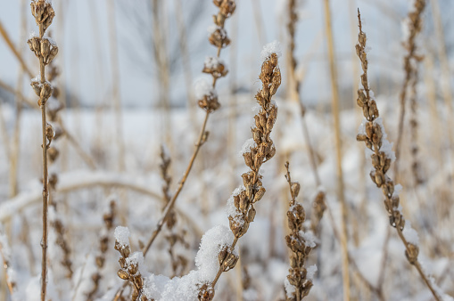 Close up or macro-photograph of stems and flower husks of Seaside Goldenrod, a common North American wetland and dune plant, in a frozen winter landscape.  These plants can grow to 6ft in height and produce yellow flowers between August and October.  Grand Island, NY.