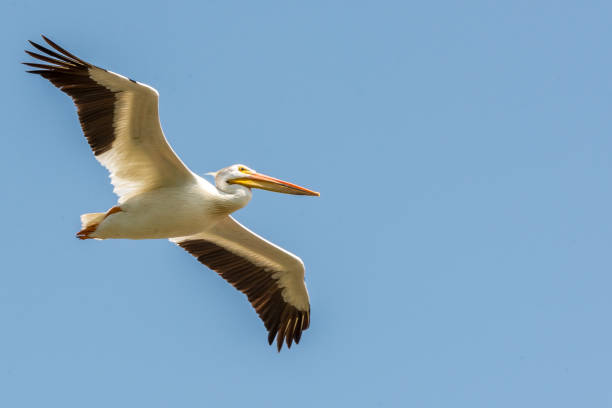 istock Pelican in the air 899043028