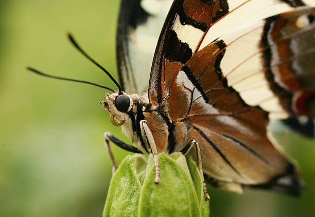 istock Butterfly Up Close and Personal 89904333