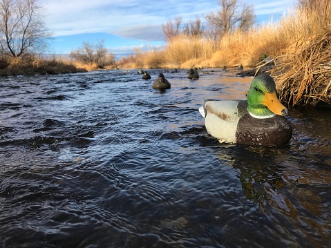 Morning waterfowl hunt in the grass in the uncompahgre river Western Colorado winter outdoor sports duck hunting decoys - shot wit iPhone 7 Plus