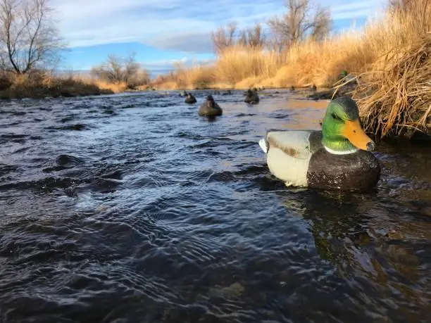 Photo of Western Colorado winter outdoor sports duck hunting