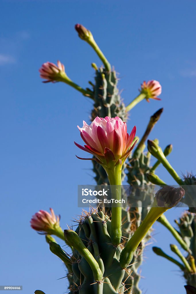 Stenocereus Thurberi fleurs - Photo de Arizona libre de droits