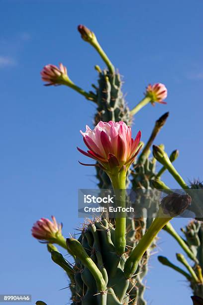 Photo libre de droit de Stenocereus Thurberi Fleurs banque d'images et plus d'images libres de droit de Arizona - Arizona, Beauté de la nature, Bleu