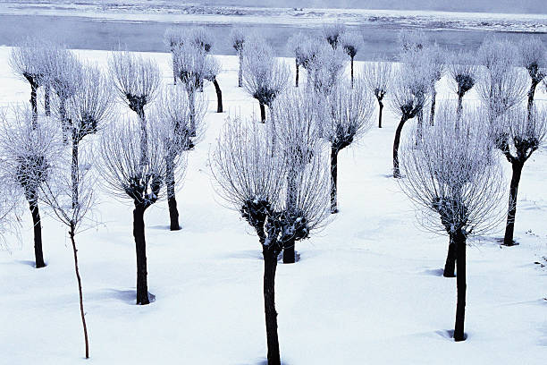 śnieg – zdjęcie