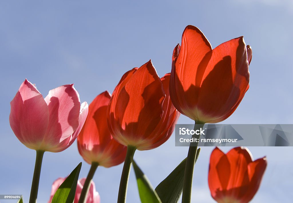 Tulipani - Foto stock royalty-free di Abbronzarsi