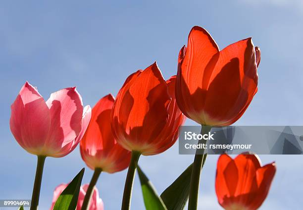 Tulipani - Fotografie stock e altre immagini di Abbronzarsi - Abbronzarsi, Ambientazione esterna, Blu