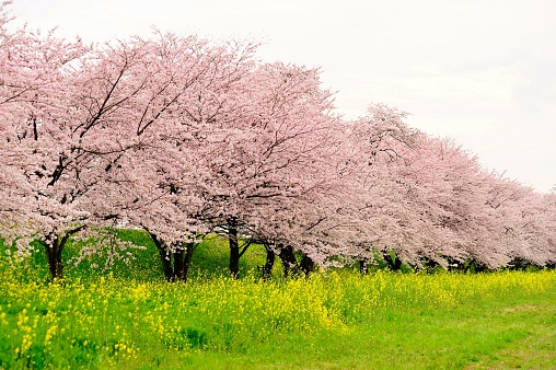 It is cherry blossoms and a rape field.