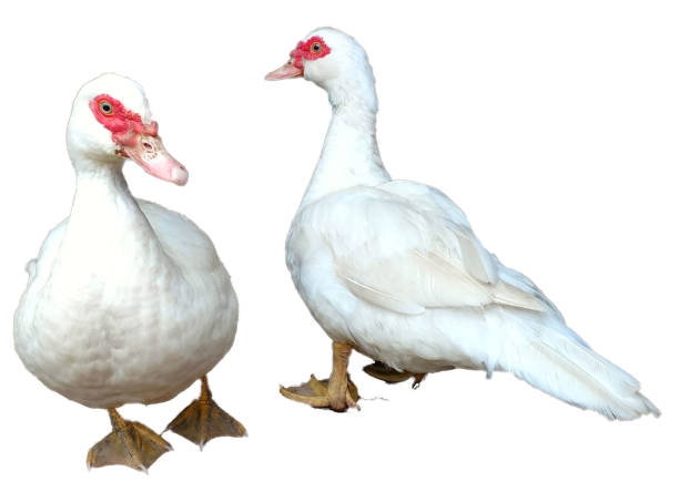 istock Pair of white Muscoy ducks 899048644