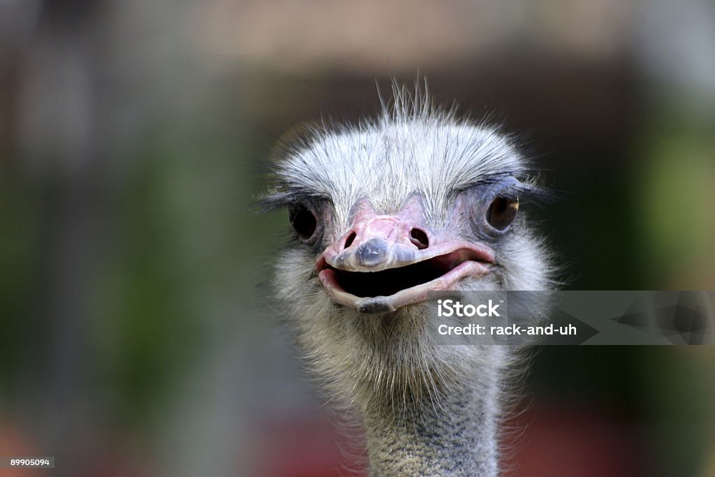 ostrich and beast  Animal Stock Photo