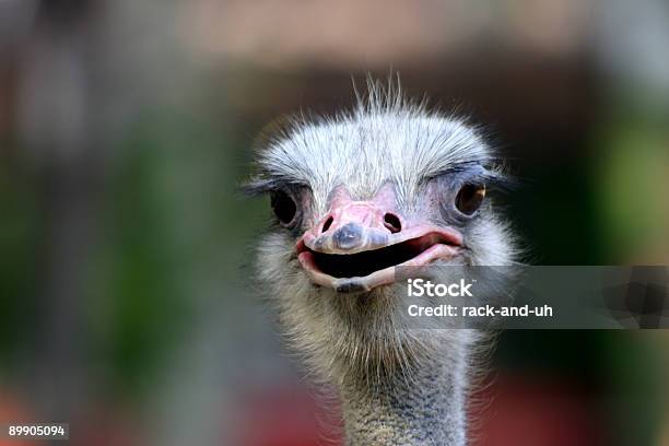 Ostrich And Beast Stock Photo - Download Image Now - Animal, Animal Head, Animal Neck