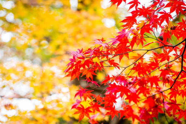 istock Maple leaves colors in Autumn 899051306