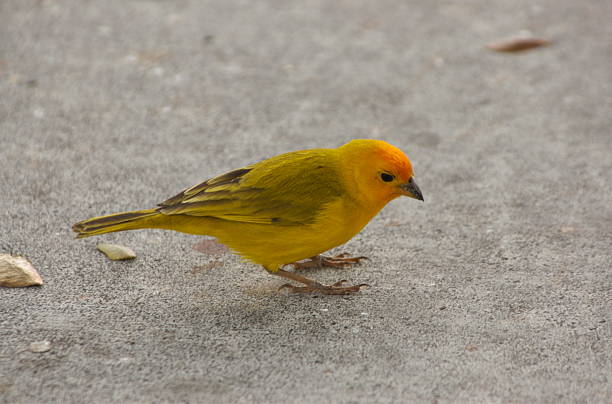 Orange-fronted Yellow-finch stock photo