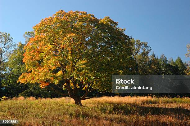 Maple Tree Stock Photo - Download Image Now - Autumn, Color Image, Grass