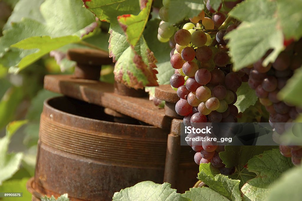 rusty wine press beside grapes on vine  Agriculture Stock Photo