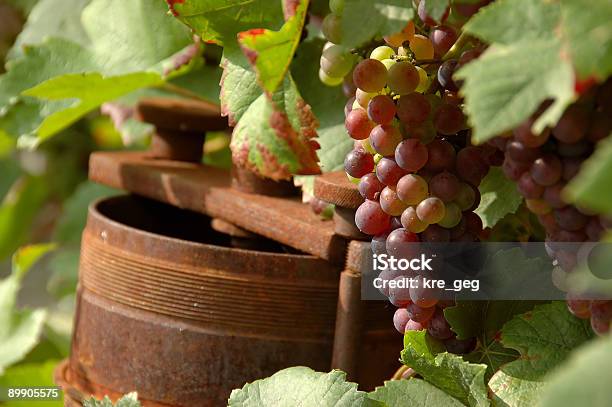 Rusty Wine Press Beside Grapes On Vine Stock Photo - Download Image Now - Agriculture, Alcohol - Drink, Autumn