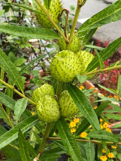 gomphocarpus physocarpus または balloonplant またはバルーン綿ブッシュ司教のボールまたは白鳥工場。 - transgenic cotton ストックフォトと画像