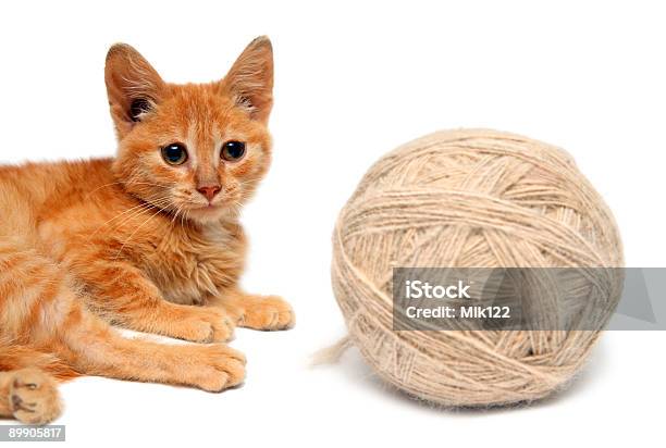Pequeno Gato E Grande De Lã De Clew - Fotografias de stock e mais imagens de Algodão - Algodão, Amizade, Animal