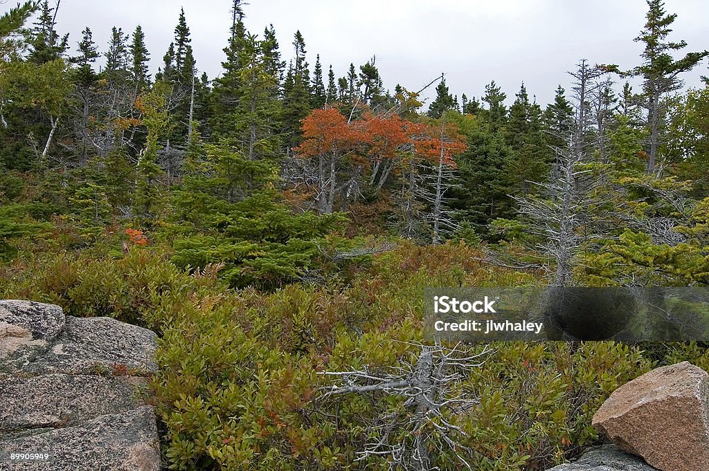 Broad Cove Mtn, Cape Breton Highlands NP, NS  Autumn Stock Photo