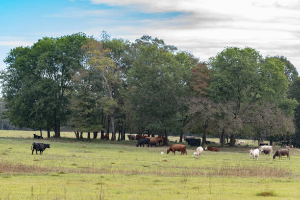 istock cattle herd under grove of trees 899059516