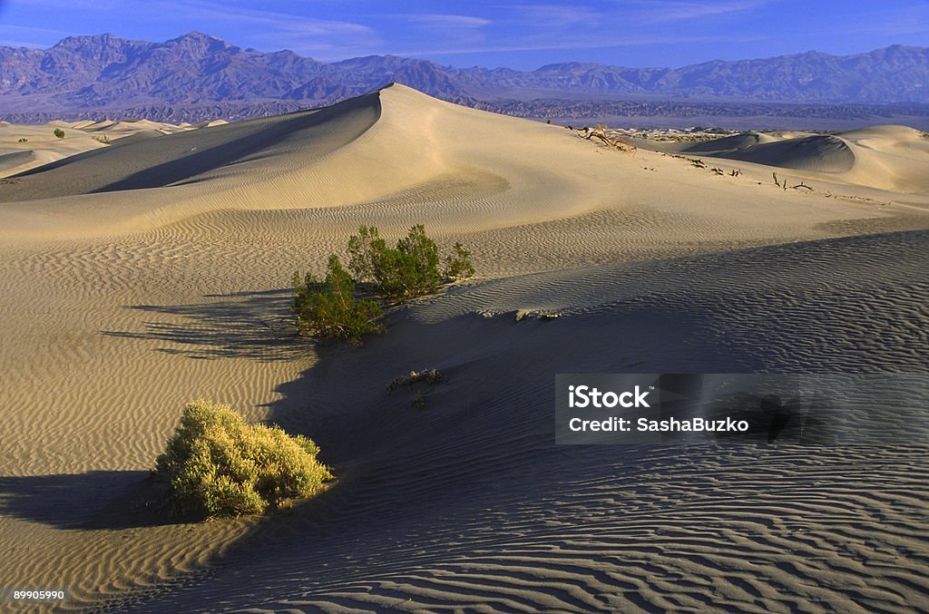Desert plants on sand dunes in Death Valley  Barren Stock Photo