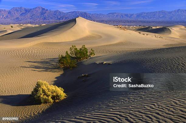 Desert Plants On Sand Dunes In Death Valley Stock Photo - Download Image Now - Barren, California, Climate