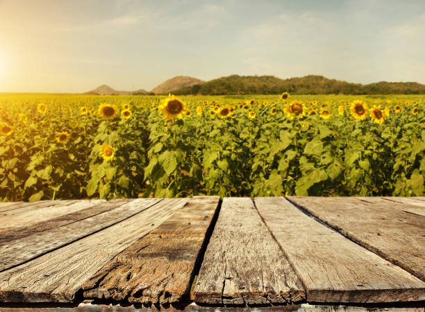 istock Empty wooden plank with Sunflower field background 899060340