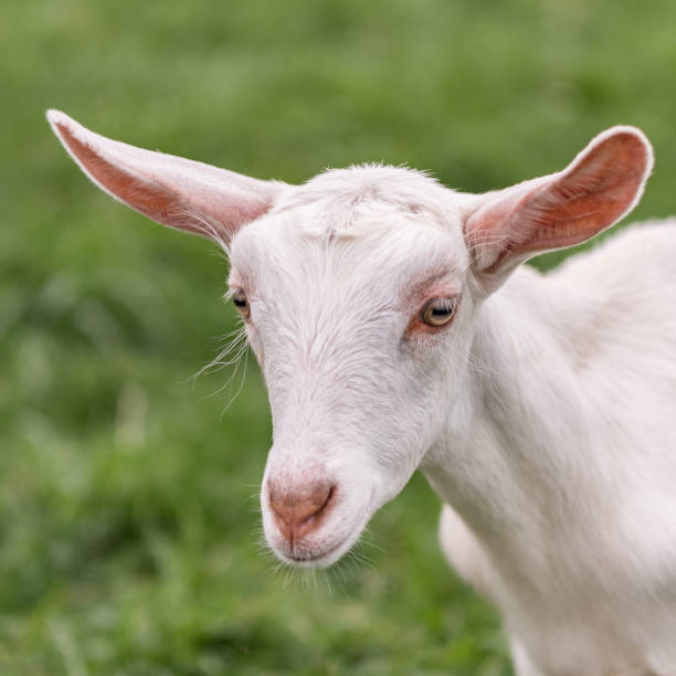 istock Saanen goat kid - square 899060592