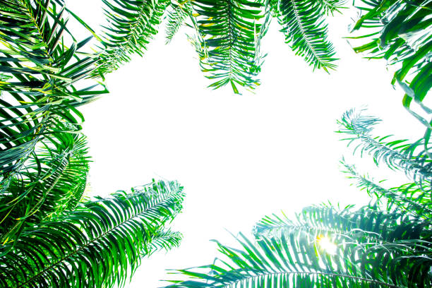 istock Palm leaves on sky background 899060796