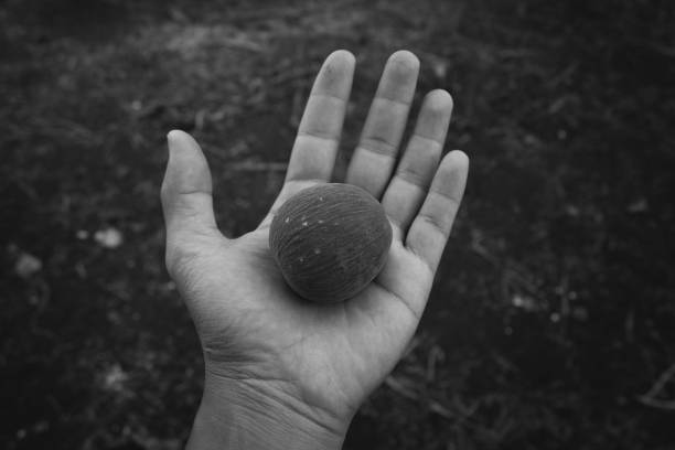 istock Fruit in the palm, black and white 899060924